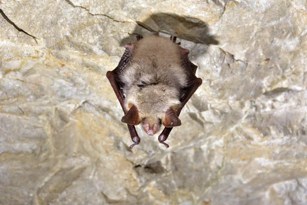 Νυχτερίδα με λιγότερα αυτιά ποντικού (Myotis blythii) — Φωτογραφία Αρχείου