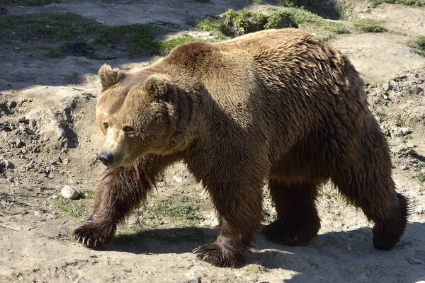 Brown bear on nature — Stock Photo, Image