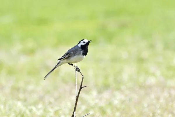 Krásný černobílý pták, Muž z bílého ohonu (Motacilla alba) stojící na větvi — Stock fotografie