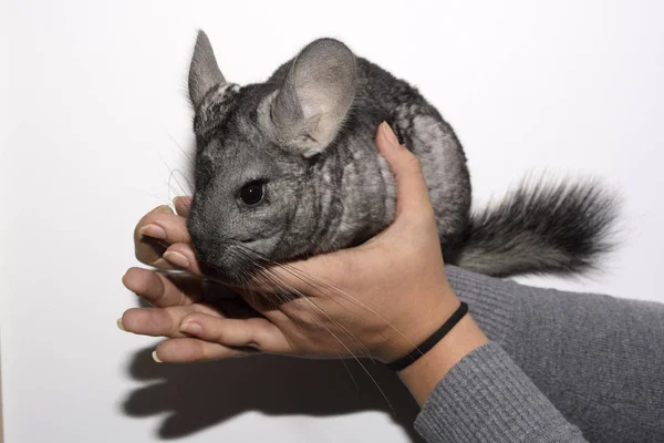 La Chinchilla en las manos —  Fotos de Stock