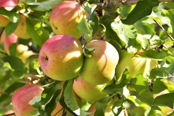 Maçãs vermelhas no ramo de árvore de maçã — Fotografia de Stock