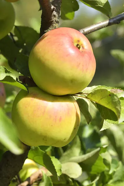 Maçãs vermelhas no ramo de árvore de maçã — Fotografia de Stock