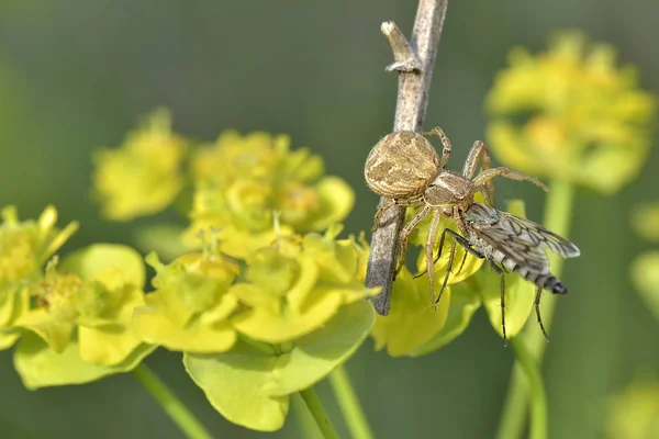 Xysticus、カニのクモ、ハエを食べるとき、自然に撮影の種 — ストック写真