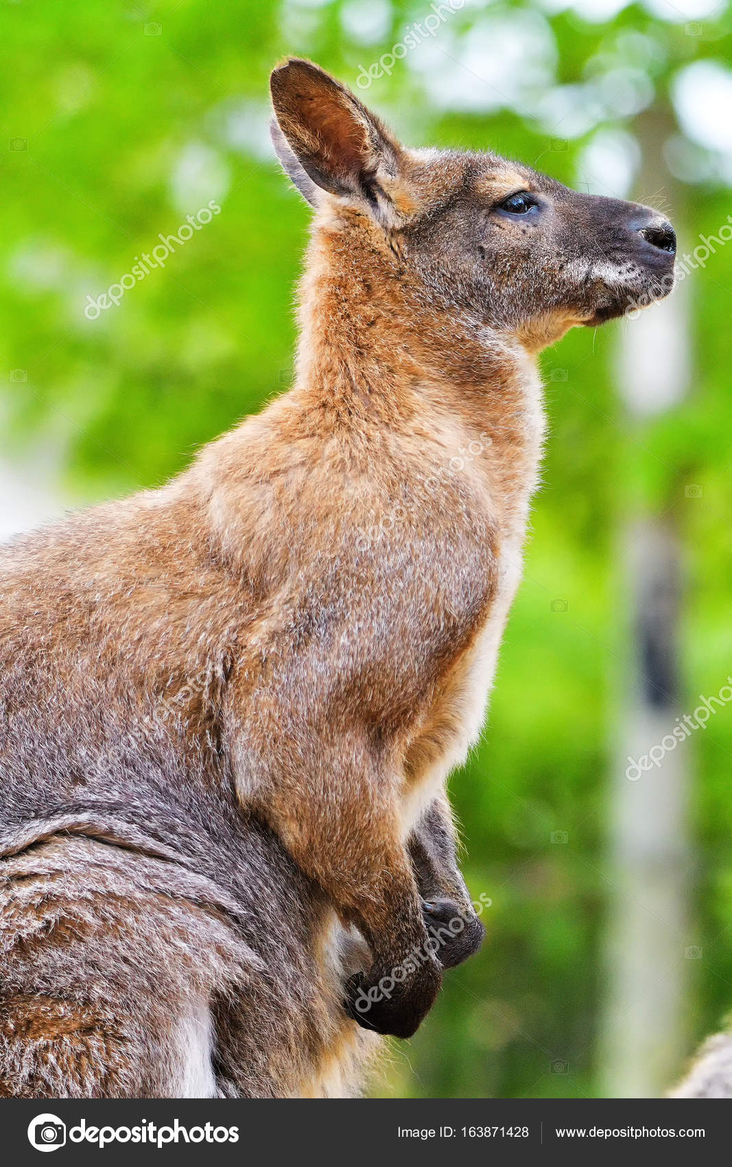 red kangaroo muscles