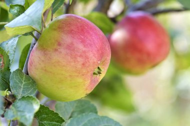 Elma dalında kırmızı elmalar