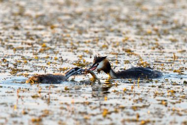 biIe tepeli batağan anne ile çocuk ile su arka plan
