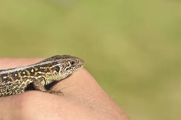 Pequeño lagarto se sienta a la mano —  Fotos de Stock