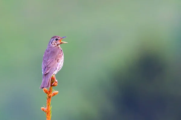Song thrush (Turdus philomelos) singing on a Spring morning — Stock Photo, Image