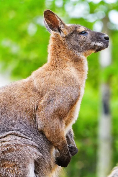 Genç kırmızı kanguru kaslı — Stok fotoğraf