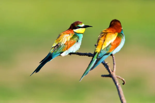 Coppia di apicoltori europei (Merops Apiaster) che si scambiano un insetto come parte di un rituale di accoppiamento — Foto Stock