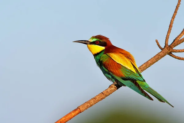 Apicoltore europeo (Merops Apiaster) in habitat naturale — Foto Stock