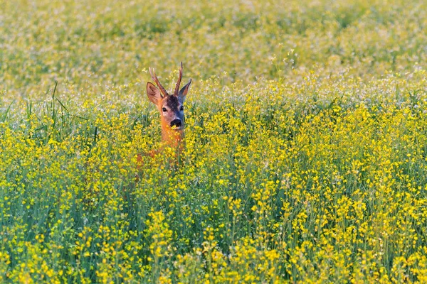 Alanları kanola sarı çiçekler ve bir karaca.