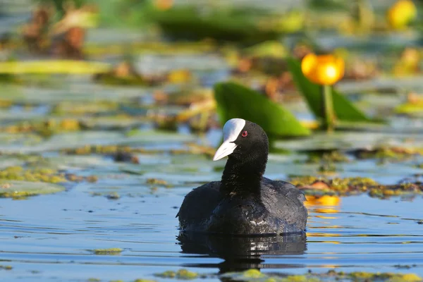 Schwarze Ente, grüner Hintergrund eurasischer Blässhuhn / Fulica atra — Stockfoto