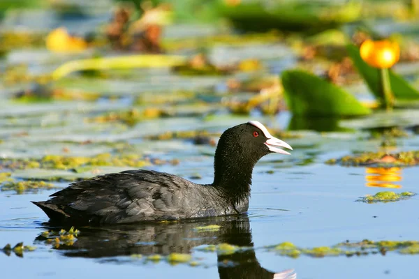 Black duck, green background Eurasian Coot / Fulica atra — Stock Photo, Image