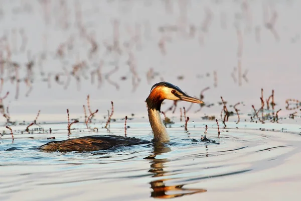 Grande grebe crested nadar no lago — Fotografia de Stock