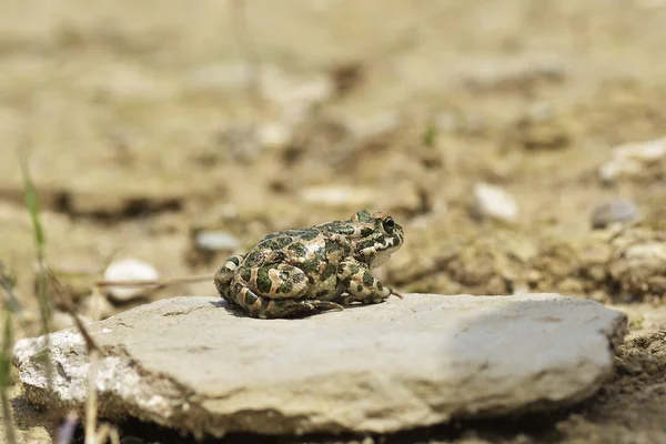 Katak hijau (Bufo viridis) di atas batu — Stok Foto