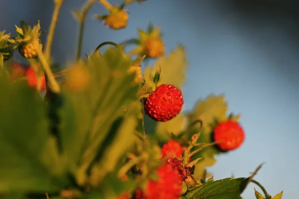 Morangueiro selvagem com folhas verdes e frutos vermelhos maduros - Fragaria vesca — Fotografia de Stock