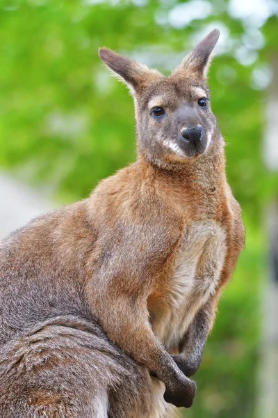 Ung rød kenguru Med muskler stockbilde