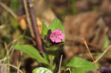 lungwort (Ciğer otu) alanında