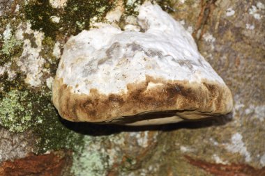 Bir ağaç gövdesinden büyüyen bir mantar yakın çekim