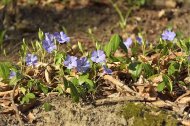 Çayırda salyangozu çiçekleri