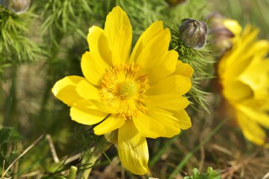 Ayrıntı bahar sülün'ın göz (Adonis vernalis) çiçek