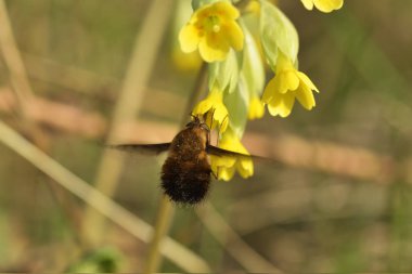 böcek içecek nektar gelen sarı çiçek