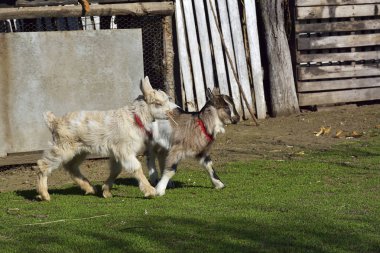 küçük keçi oynuyor. Hayvan kesmek