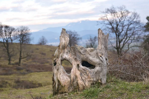 Um tronco de árvore se parece com o rosto humano . — Fotografia de Stock