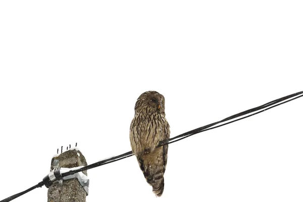 Hibou de l'Oural dans la neige (strix uralensis) sur fond blanc — Photo