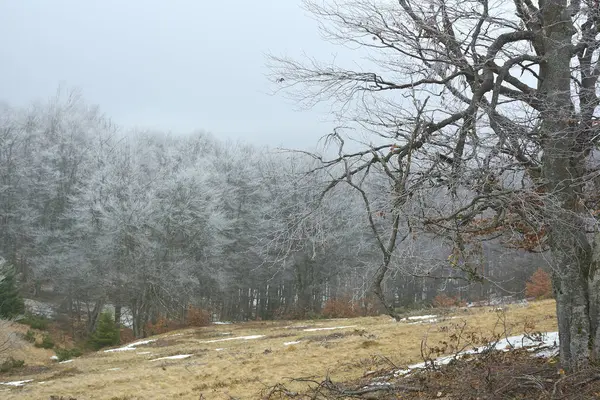 野生のトランシルヴァニアの丘の上、冬の晴れた日の冷凍. — ストック写真
