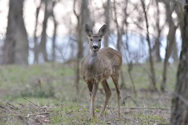 Roe deer  (Capreolus capreolus) — Stock Photo, Image