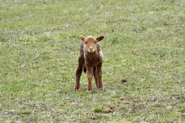 Lämmchen auf der grünen Wiese — Stockfoto