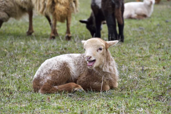 Lämmchen auf der grünen Wiese — Stockfoto