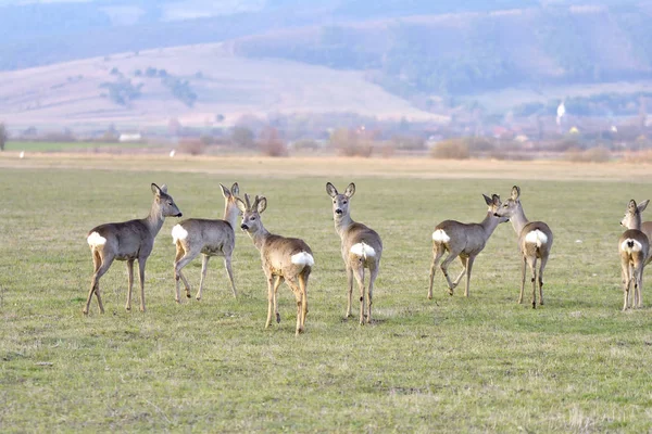 Vojska srnec na louce (Capreolus capreolus ) — Stock fotografie