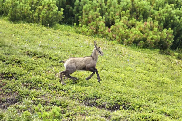 A beautiful kid chamois (Rupicapra Carpatica) on mountain — Stock Photo, Image