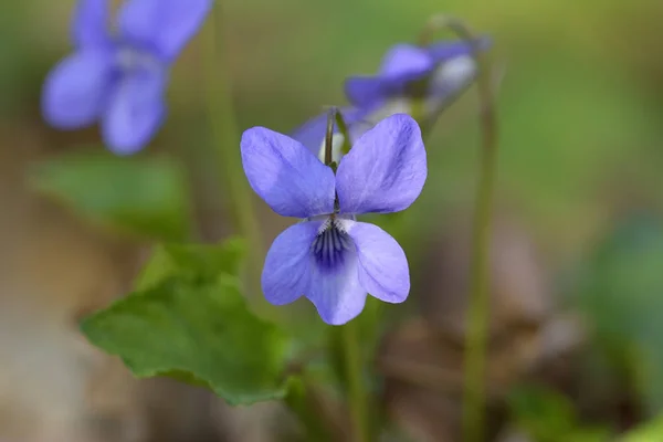 Violeta dulce, Violeta inglesa, Violeta común, o Violeta de jardín, Viola odorata — Foto de Stock