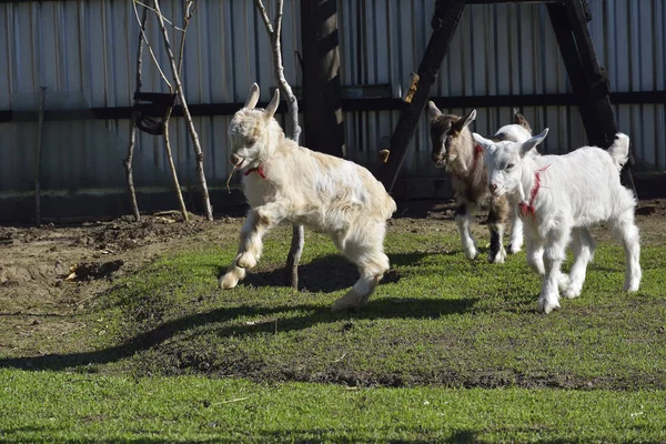 Jugando a las cabras en un jardín — Foto de Stock
