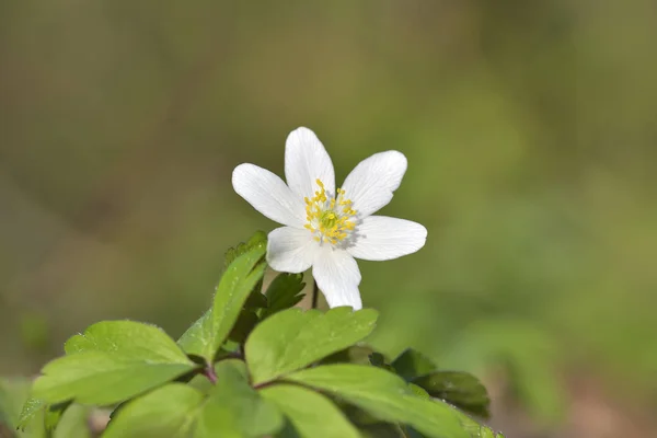 Anemone nemorosa (spring flower) — Stock Photo, Image