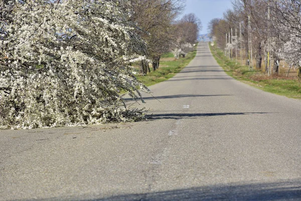 Blossomin cherry tree fallen on road — Stok Foto