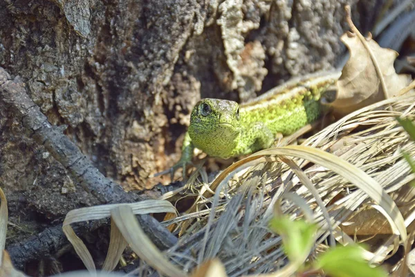 Kadal hijau indah kadal hijau Reptil. Kadal hijau jantan muda (lacerta bilineata) di pegunungan . — Stok Foto