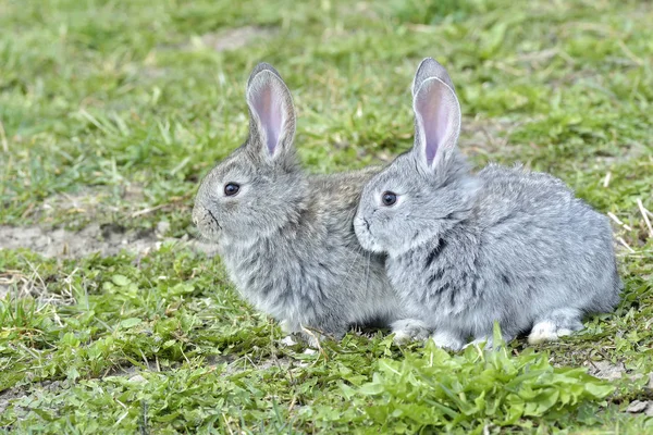 Pequenos coelhos sentados ao ar livre na primavera — Fotografia de Stock