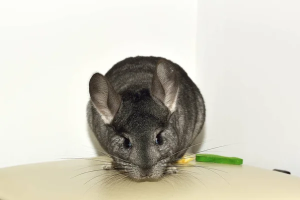 Kleine grijze chinchilla in huis — Stockfoto