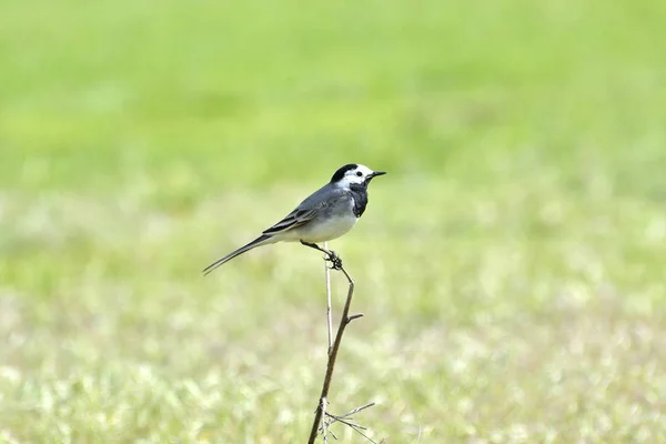 Черно-белая птица, самец белой васильки (Motacilla alba), стоящая на ветке — стоковое фото