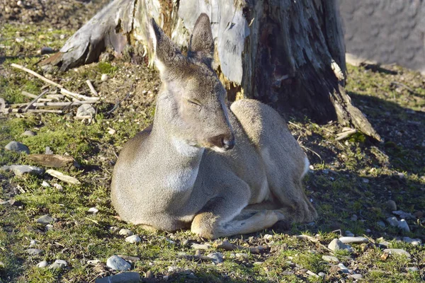 Rusa tidur di hutan — Stok Foto