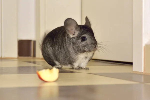 Kleine grijze chinchilla in huis — Stockfoto