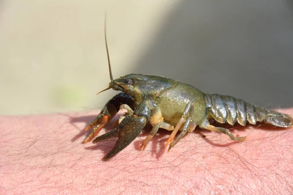 Little crayfish ( Astacus astacus ) on hand — Stock Photo, Image