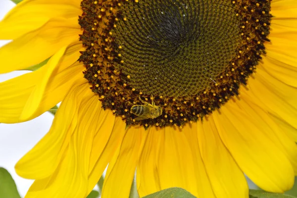 Pszczoła na słonecznik, zbieranie pyłku — Zdjęcie stockowe