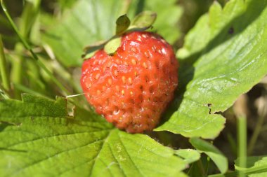 ormandaki yabani çilek