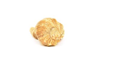 deniz kabuğu beyaz üzerine izole